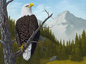 300x225 Bald Eagle Paintings Fine Art America - Bald Eagle Painting