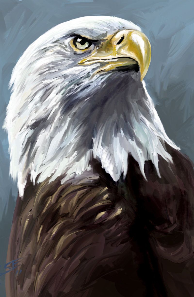 800x1224 Speed Painting Eagle By Scott Edward Wings Eagle - Bald Eagle Painting