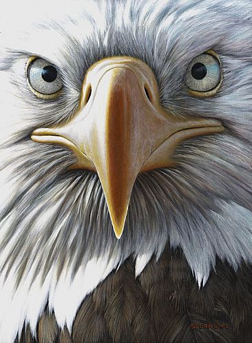 366x498 Bald Eagle - Bald Eagle Painting