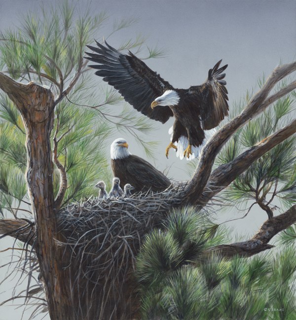 Bald Eagle Painting At Paintingvalley.com 