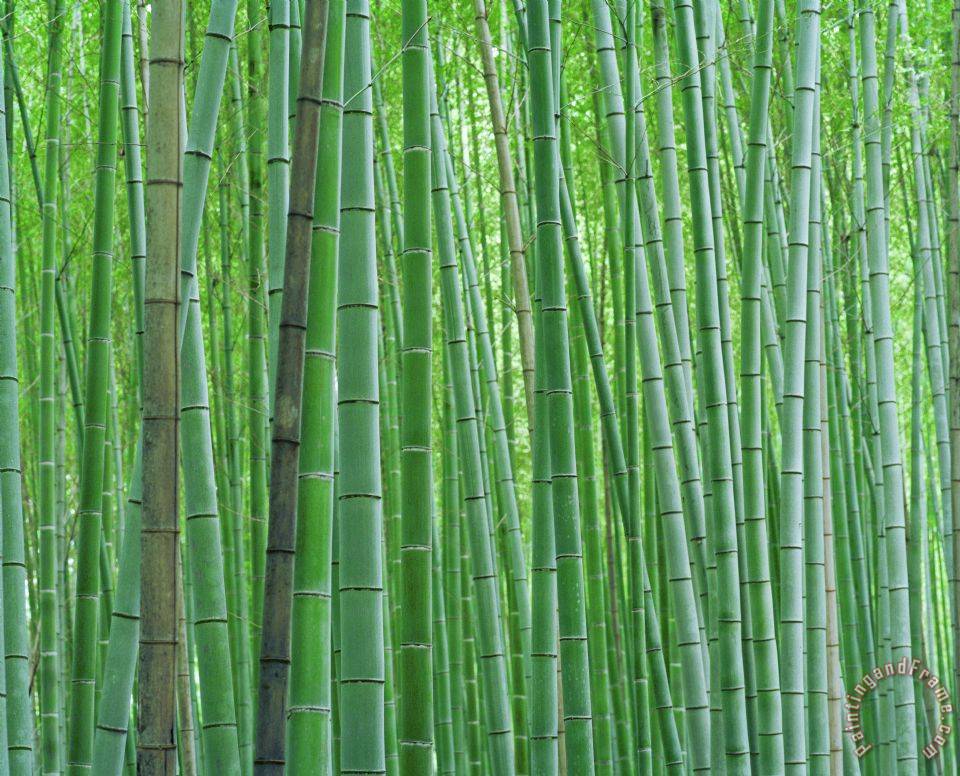 960x776 Collection Bright Green Bamboo Forest In Kyoto Japan Painting - Bamboo Forest Painting