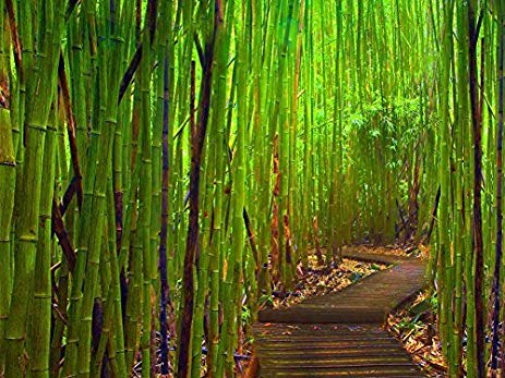 463x347 Green Bamboo Forest Oil Painting On Canvas Modern - Bamboo Forest Painting