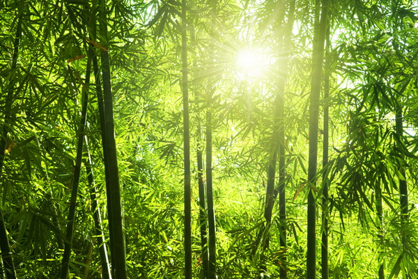 600x400 Bamboo Forest Painting Hd Wallpaper, Background Images - Bamboo Forest Painting