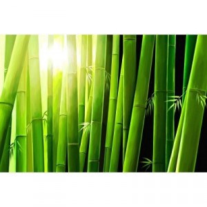 300x300 Paintings - Bamboo Painting