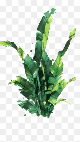 260x463 Banana Leaves Hand Painted Png Images Vectors And Psd Files - Banana Leaf Painting