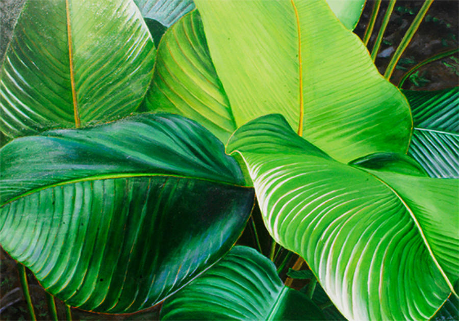 900x630 Big Green Banana Leaves Painting By Suzahn King - Banana Leaf Painting