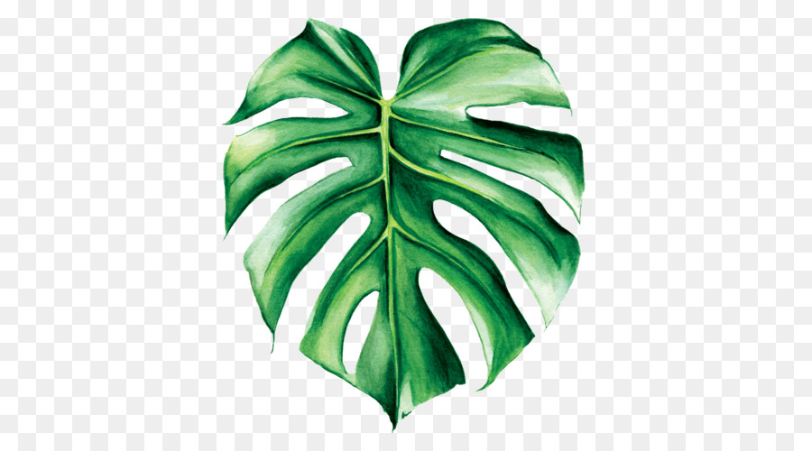 900x500 Swiss Cheese Plant Watercolor Painting Leaf Tropics - Banana Leaf Painting