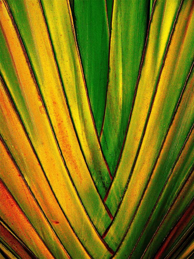 675x900 Banana Leaf Painting By Frank B Shaner - Banana Leaf Painting