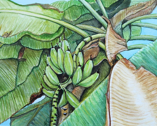 600x482 Banana Tree Painting By Pam Utton - Banana Tree Painting
