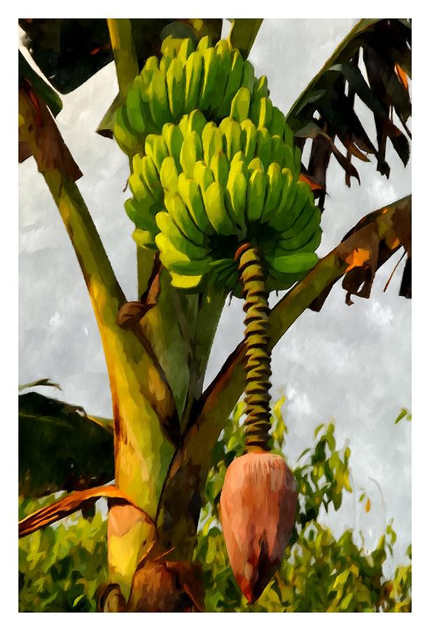 614x900 Banana Trees With Fruits And Flower In Lush Tropical Garden - Banana Tree Painting