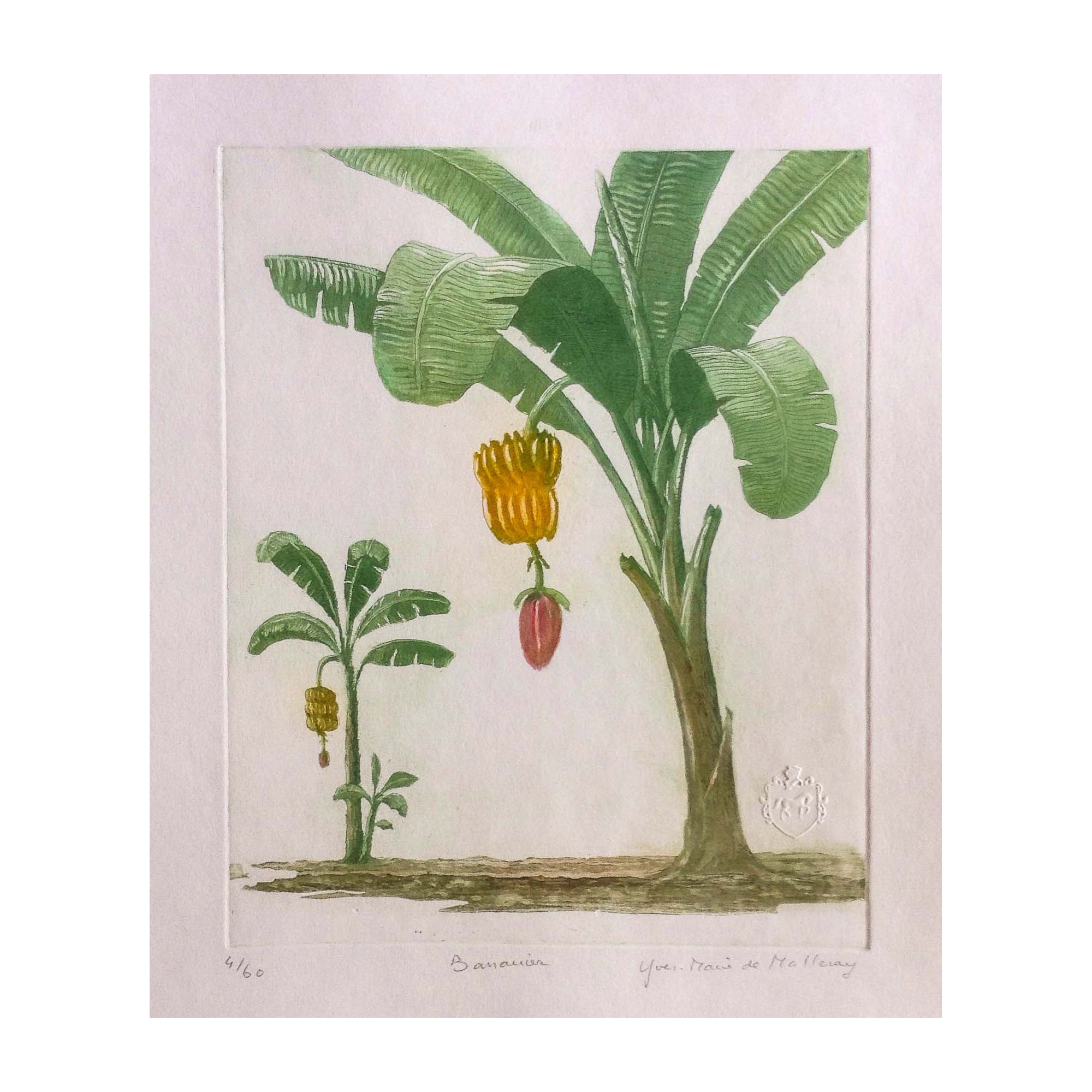 2000x2000 Etching Of A Banana Tree, Fine Artwork By Yves Marie De Malleray - Banana Tree Painting