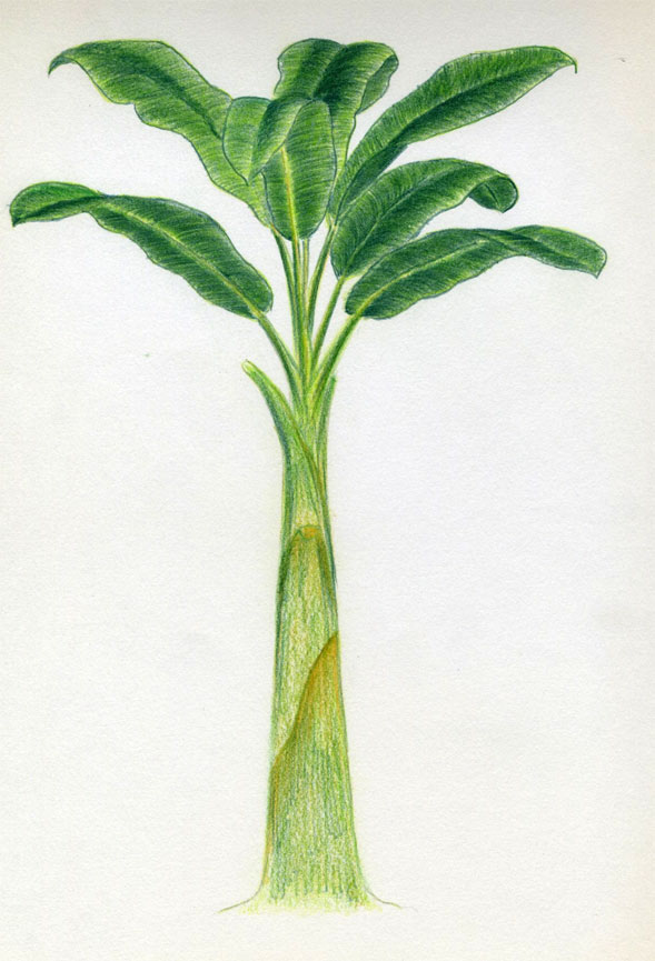 589x865 How To Draw Banana Tree - Banana Tree Painting