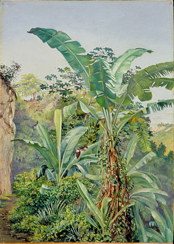 356x500 Kew Marianne North Gallery Painting 145 Study Of Banana - Banana Tree Painting