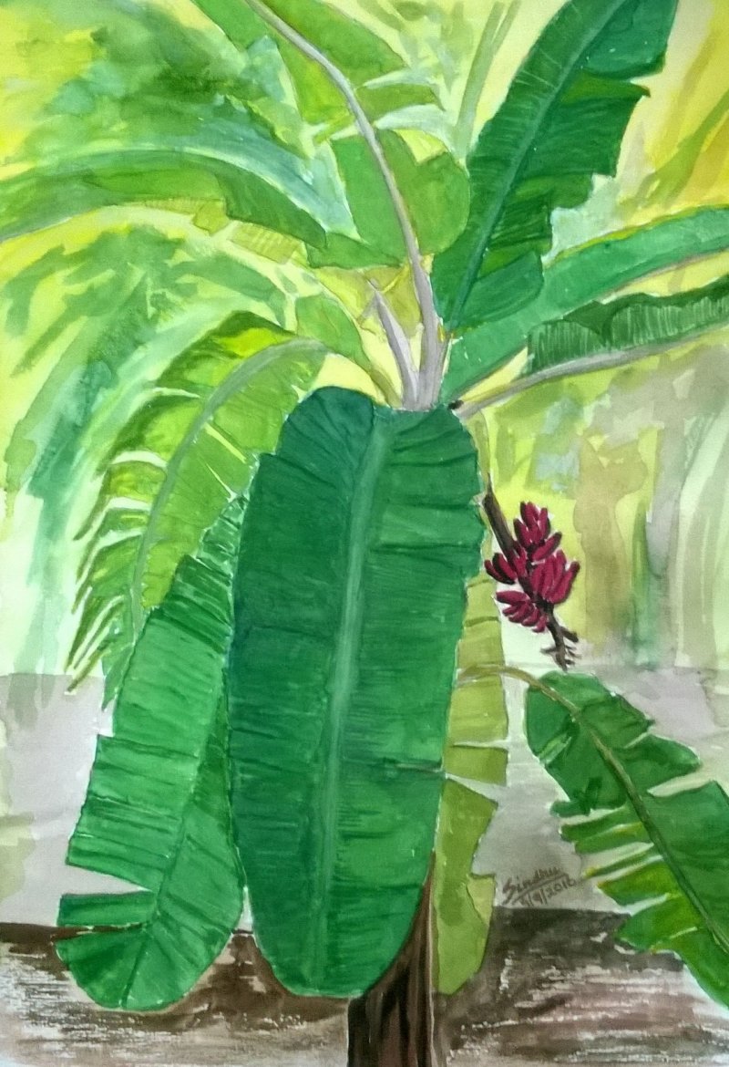 800x1170 The Banana Tree By Artist Sindhulina Chandrasingh Nature Art - Banana Tree Painting