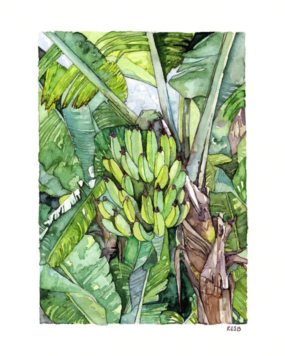 570x712 Banana Tree Painting Print From Original Watercolor - Banana Tree Painting