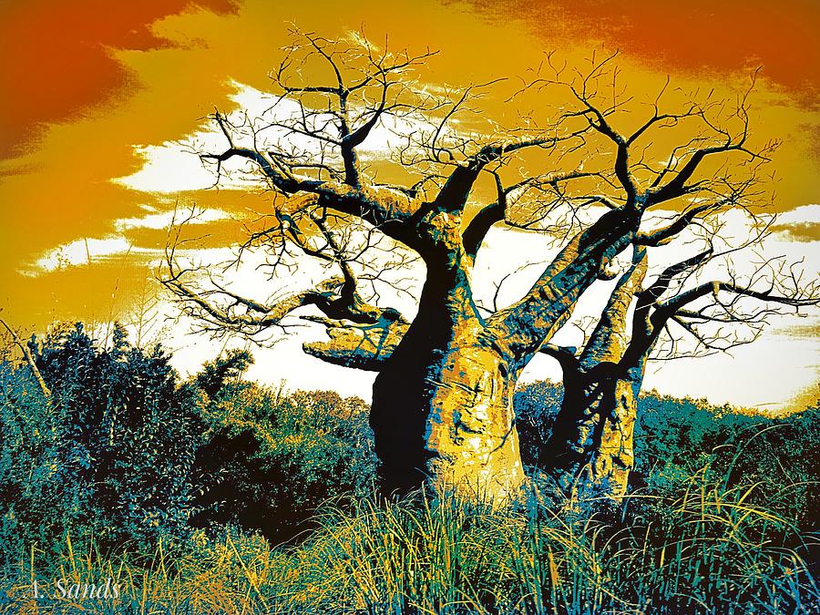 900x675 Baobab Tree Painting By Anne Sands - Baobab Tree Painting