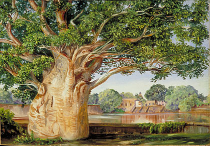 420x293 Kew Marianne North Gallery Painting 262 African Baobab Tree - Baobab Tree Painting