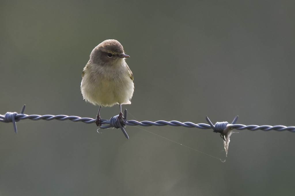 1024x683 Bird And Wildlife Photos From Somerset And Devon From Bird - Barbed Wire Painting