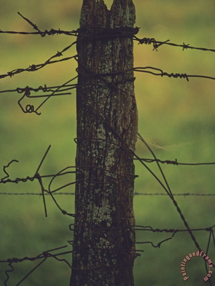 720x960 Raymond Gehman Fence Post With Tangled Knots Of Barbed Wire - Barbed Wire Painting