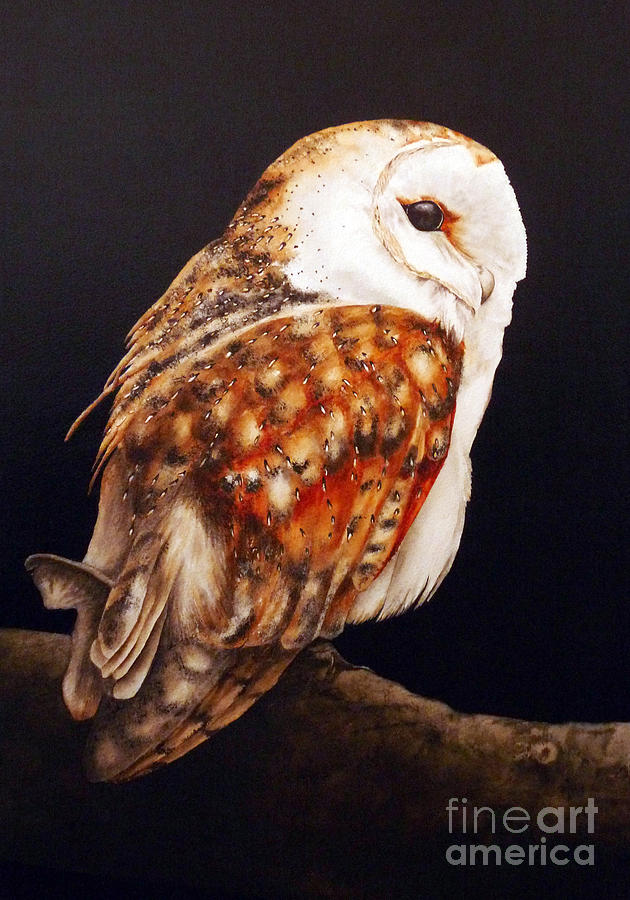 630x900 Barn Owl Ii Painting By Marie Burke - Barn Owl Painting