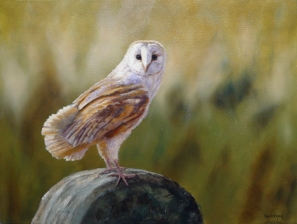 600x453 Barn Owl Painting In Oils - Barn Owl Painting