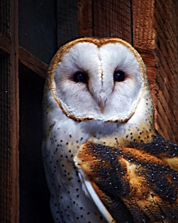720x900 Barn Owl Photograph By Anthony Jones - Barn Owl Painting