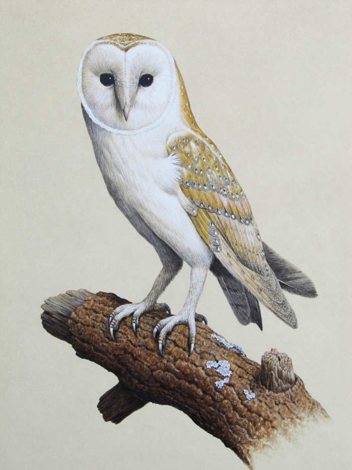 700x933 A Barn Owl In Watercolour Mall Galleries Art Consultancy Mall - Barn Owl Painting