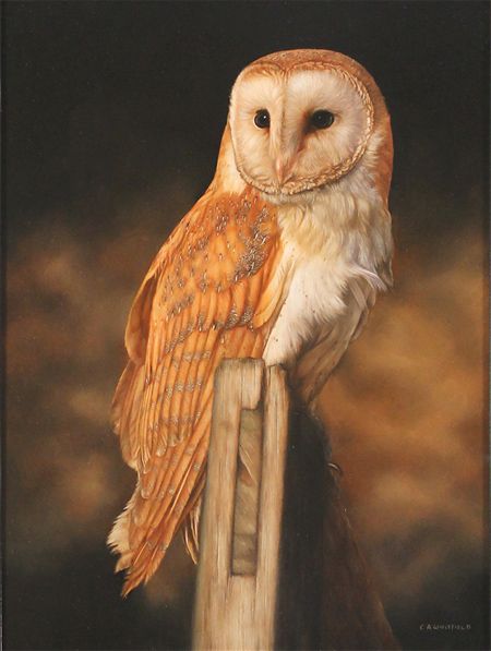 450x597 Carl Whitfield, Original Oil Painting On Panel, Barn Owl Owls - Barn Owl Painting