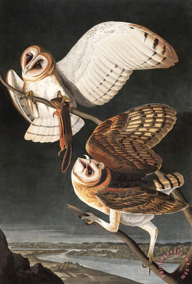 648x960 John James Audubon Barn Owl Painting - Barn Owl Painting