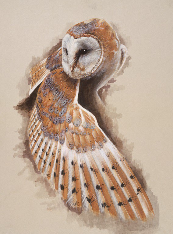 568x768 My Collection Of Barn Owl Paintings - Barn Owl Painting