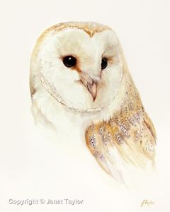 240x300 Barn Owl Fine Art Print Of A Watercolour Painting By Jan Taylor - Barn Owl Painting