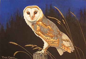 366x255 Barn Owl - Barn Owl Painting
