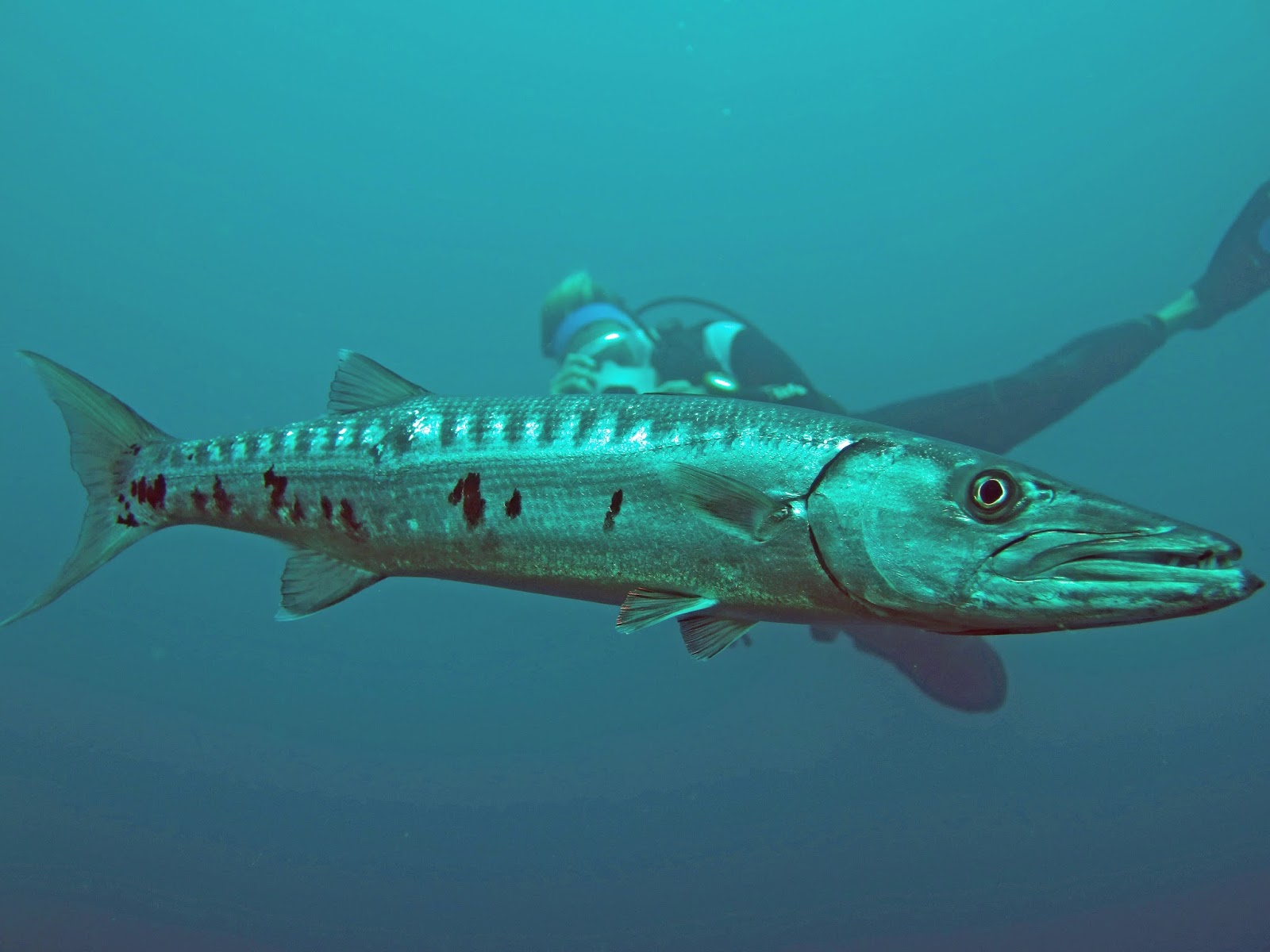 1600x1200 It's A Beautiful Life Better Start Living! - Barracuda Painting