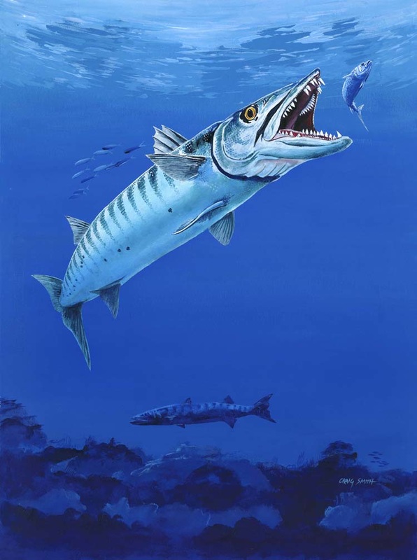 596x800 Original Canvas Paintings - Barracuda Painting