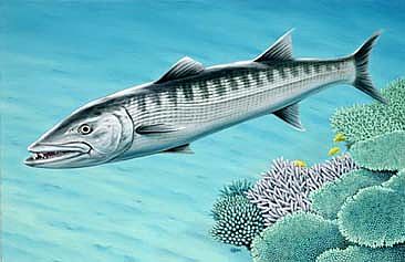366x237 Barracuda - Barracuda Painting