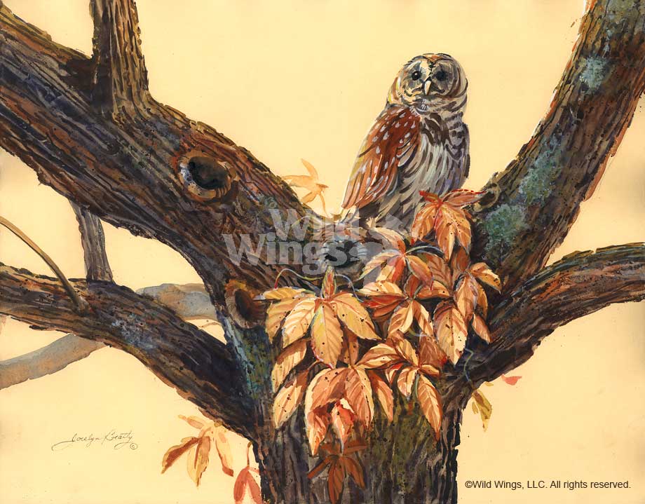 920x719 Barred Owl Original Watercolor Painting Wild Wings - Barred Owl Painting