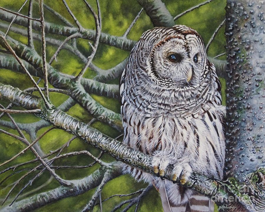 900x721 Barred Owl Painting By Greg And Linda Halom - Barred Owl Painting