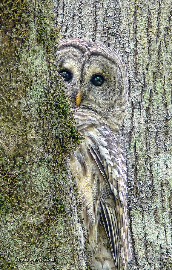 576x900 Barred Owl Peek A Boo Photograph By Jennie Marie Schell - Barred Owl Painting