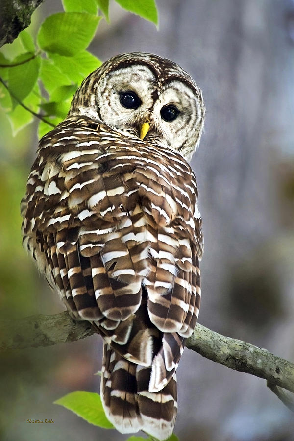600x900 Barred Owl Photograph By Christina Rollo - Barred Owl Painting