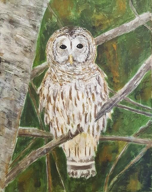 509x640 Barred Owl - Barred Owl Painting