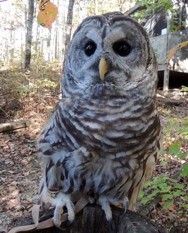 620x768 Drawing And Painting Athena The Barred Owl The Wildlife Center - Barred Owl Painting