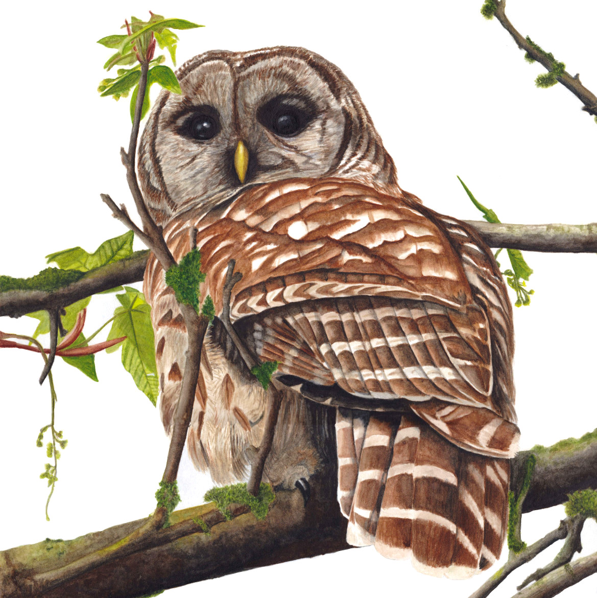 1169x1171 Gossamer Lane Fine Art Barred Owl Hoot Owl Watercolor Painting - Barred Owl Painting
