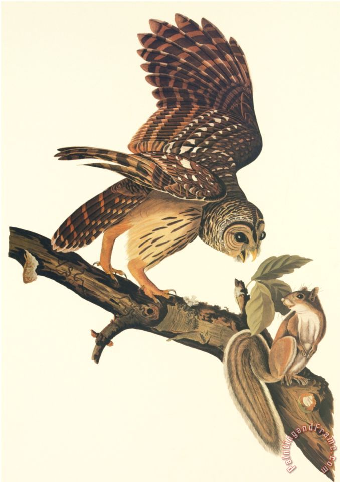 678x960 John James Audubon Barred Owl Painting - Barred Owl Painting