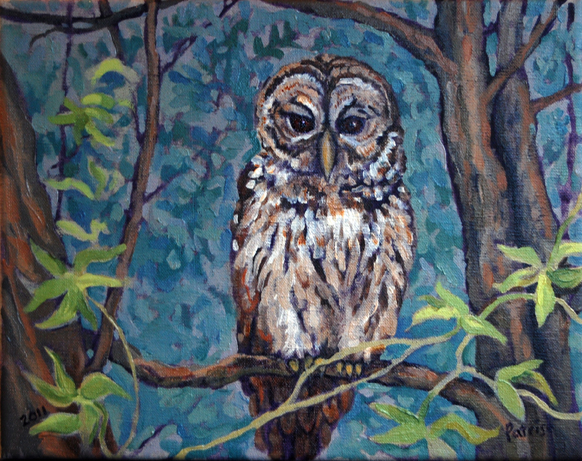 582x461 New Painting Series Local Birds Art, Spirit, Nature - Barred Owl Painting