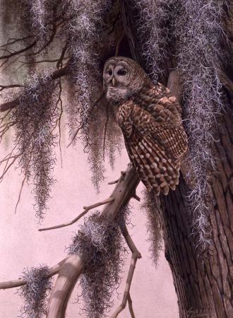 330x450 Owl Paintings Diurnal Retreat, Barred Owl - Barred Owl Painting