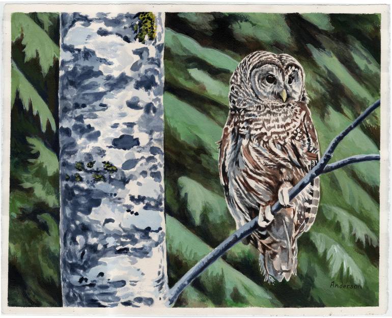 770x625 Saatchi Art Barred Owl Painting By Pete Anderson - Barred Owl Painting