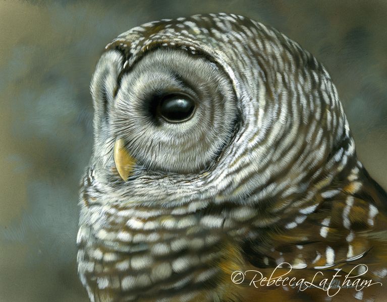 767x600 Silence - Barred Owl Painting