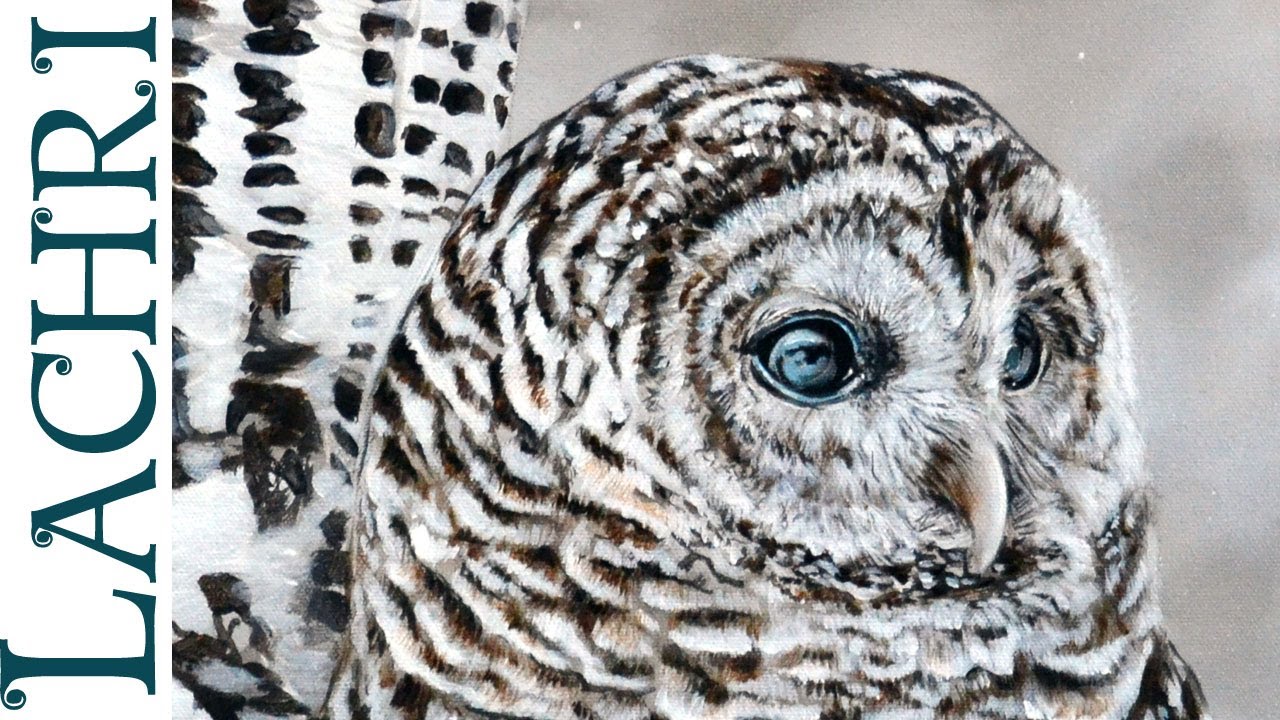 1280x720 Speed Painting - Barred Owl Painting