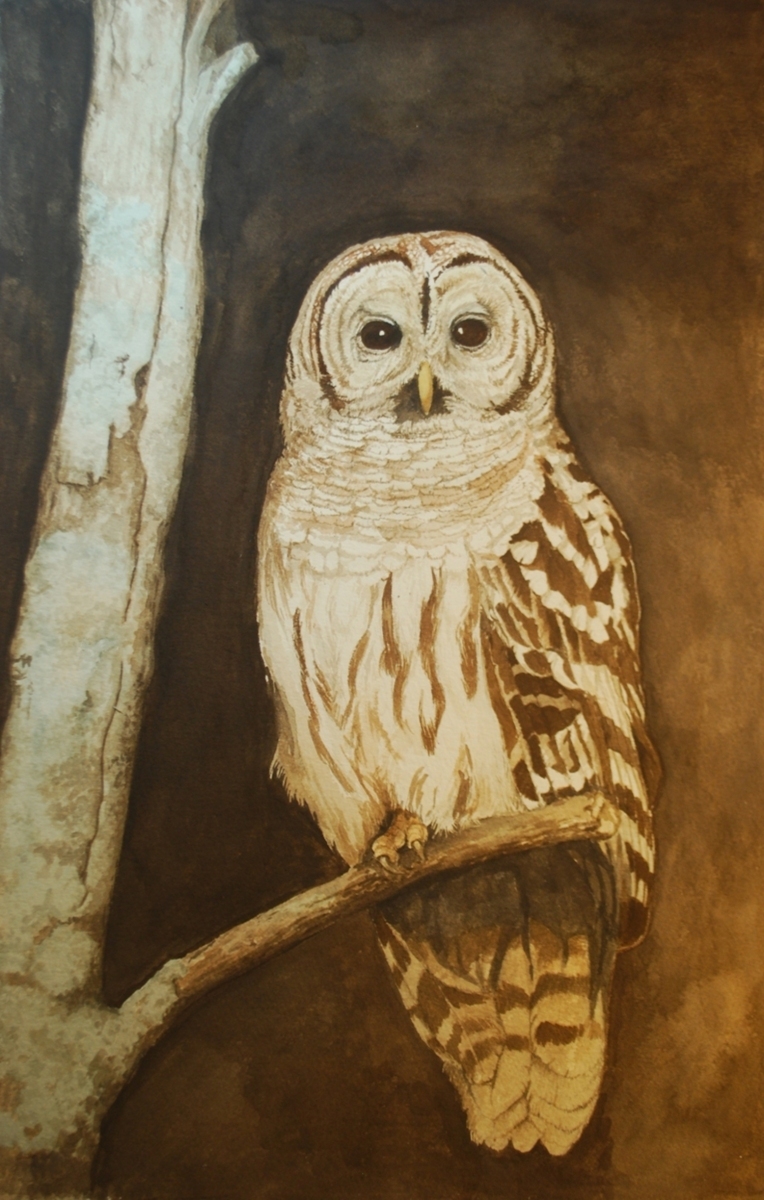 764x1200 Wildlife Watercolor Paintings Barred Owl I By Carole Young - Barred Owl Painting