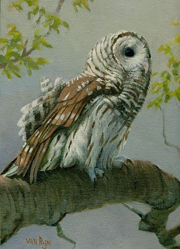 366x505 Barred Owl - Barred Owl Painting